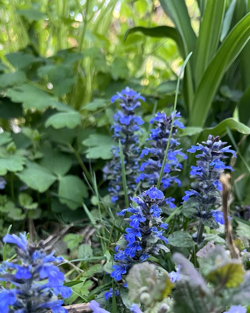 Günsel im Blumenbeet