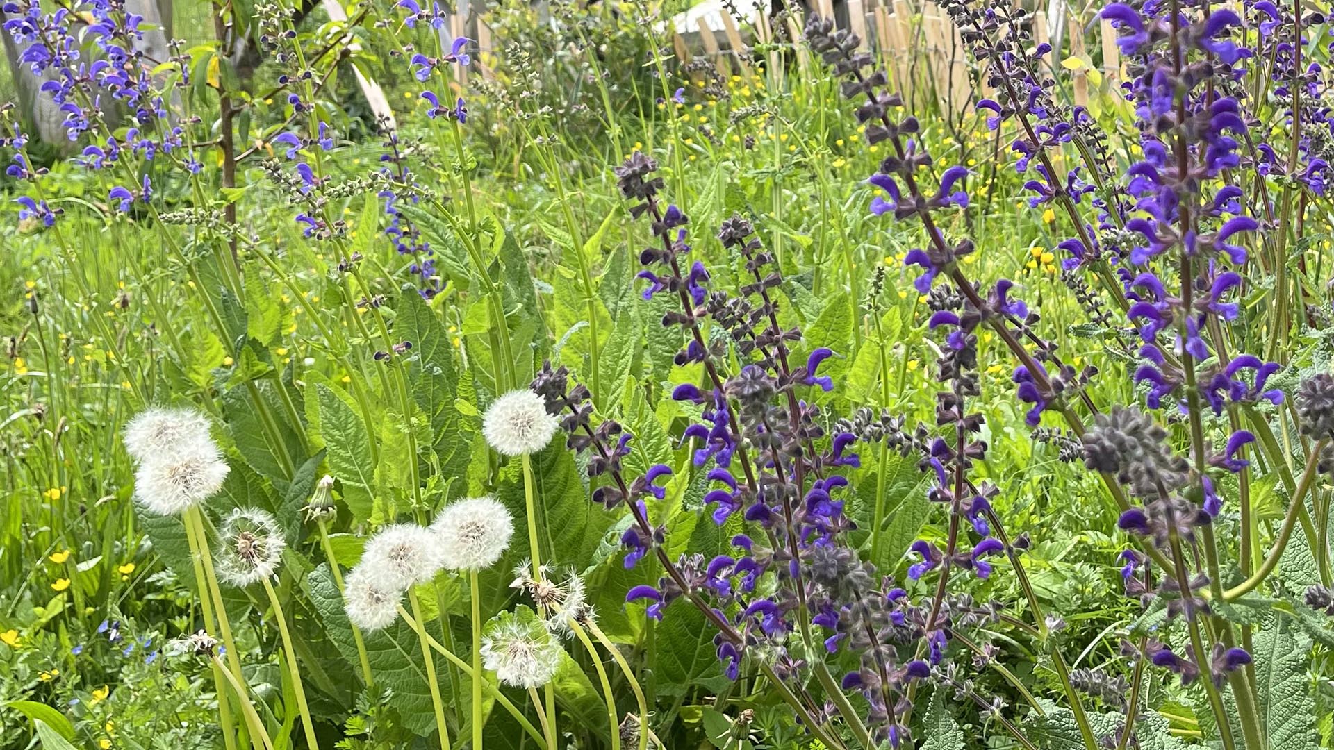ein Stück Wiese mit Wiesensalbei, Hahnenfuß und Löwenzahn