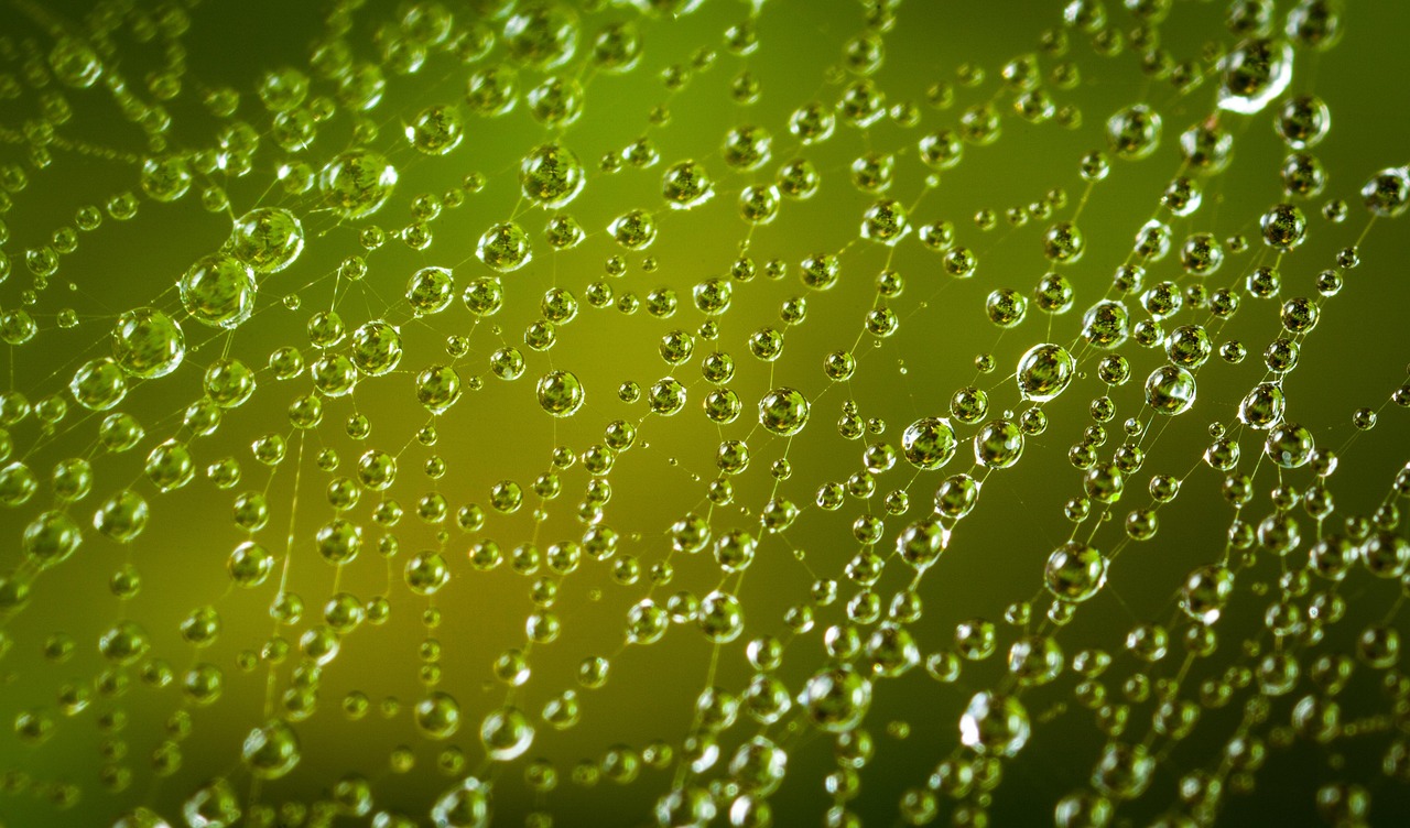 viele feine Wassertropfe an einem Spinnennetz