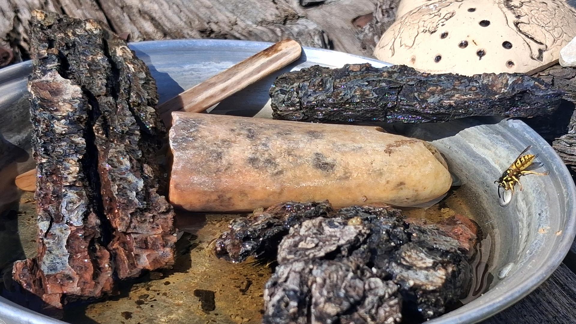 Wespe an einer Wasserschale. Steine und Holzstücke dienen als Landeplatz.