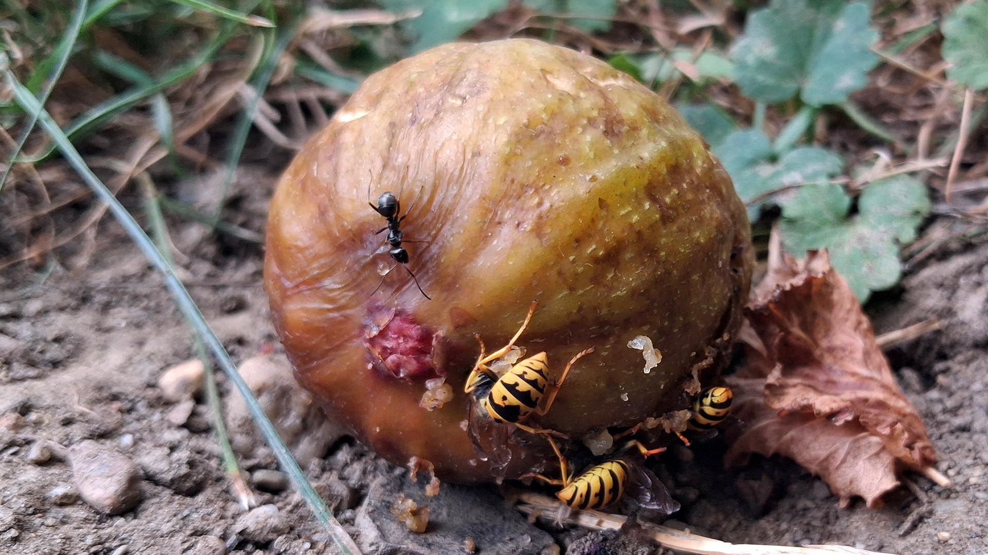 Wespen auf Fallobst