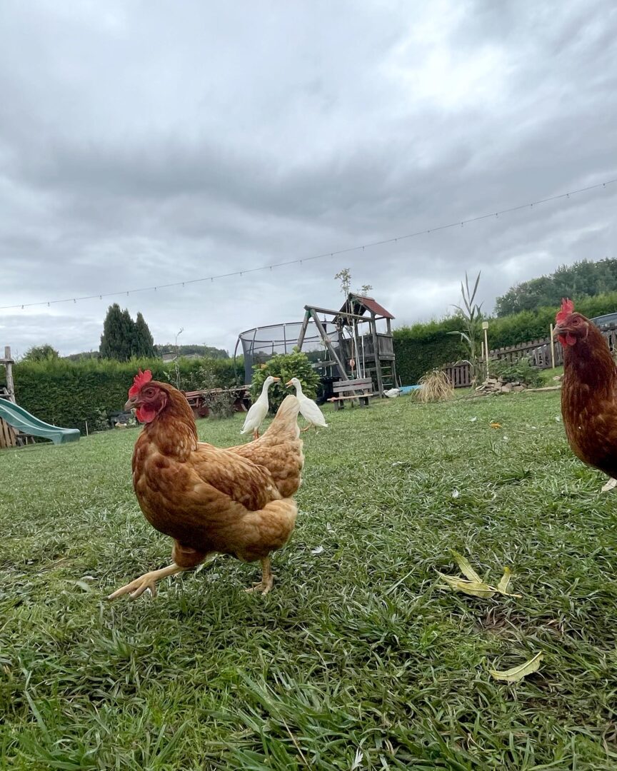 Hühner und Laufenten im Garten, dahinter Spielhaus, Rutsche und Trampolin