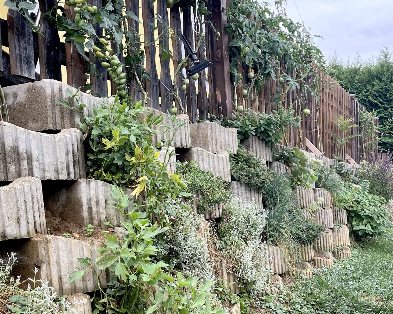 niedrige Löffelsteinmauer mit Kräutern und Blumen